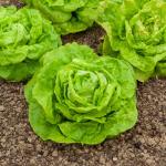 Potagères - Laitue Pommée Gotte Jaune d'Or - face recto